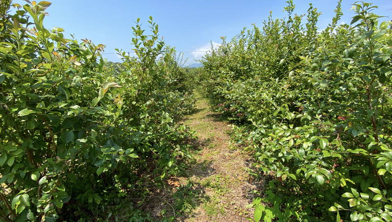 f:id:sakuyaoi:20200805171457j:plain f:id:sakuyaoi:20200805171457j:plain