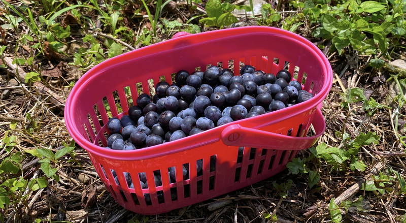 f:id:sakuyaoi:20200805171500j:plain f:id:sakuyaoi:20200805171500j:plain