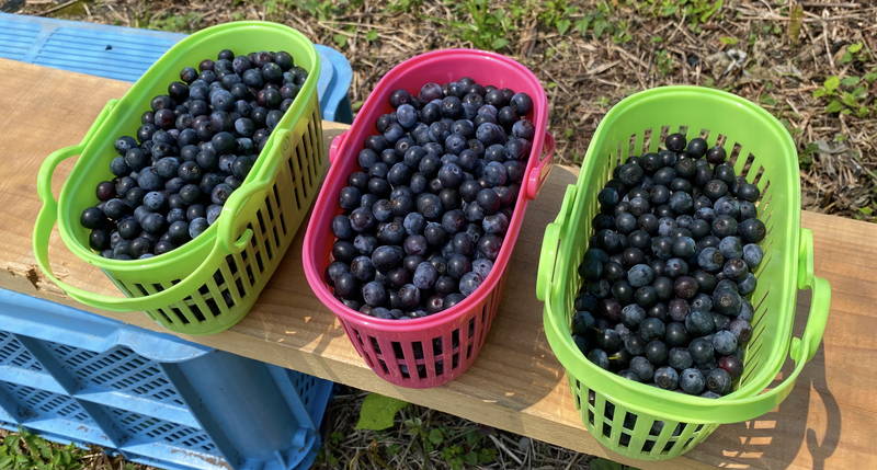 f:id:sakuyaoi:20200805171503j:plain f:id:sakuyaoi:20200805171503j:plain