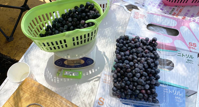 f:id:sakuyaoi:20200805171506j:plain f:id:sakuyaoi:20200805171506j:plain