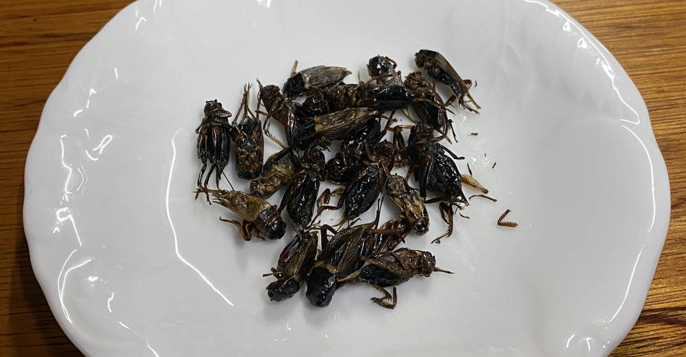 Osada東静岡店に昆虫食自販機設置 コオロギ煮干し食べてみました 静岡市観光 グルメブログ みなと町でも桜は咲くら