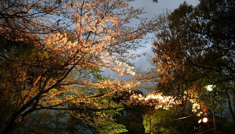 f:id:sakuyaoi:20210306043852j:plain