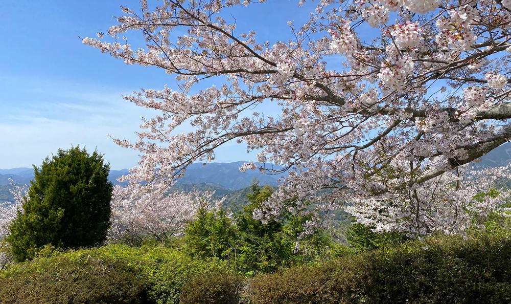 f:id:sakuyaoi:20220407023117j:plain