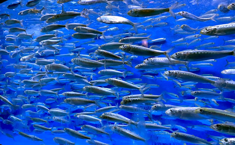 東海大学海洋科学博物館 清水区三保の学べる水族館 23年3月末まで 静岡市観光 グルメブログ みなと町でも桜は咲くら