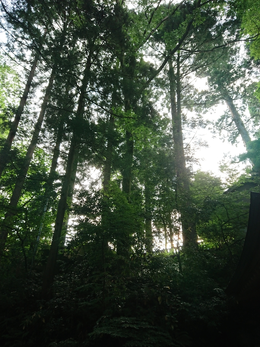 f:id:salamander_zin:20200612121834j:plain