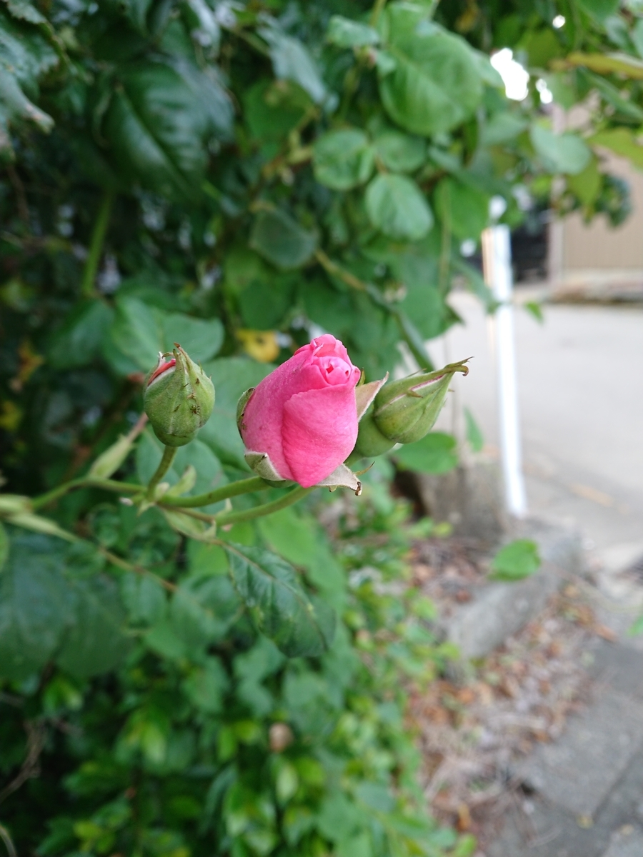 f:id:salamander_zin:20200623103500j:plain