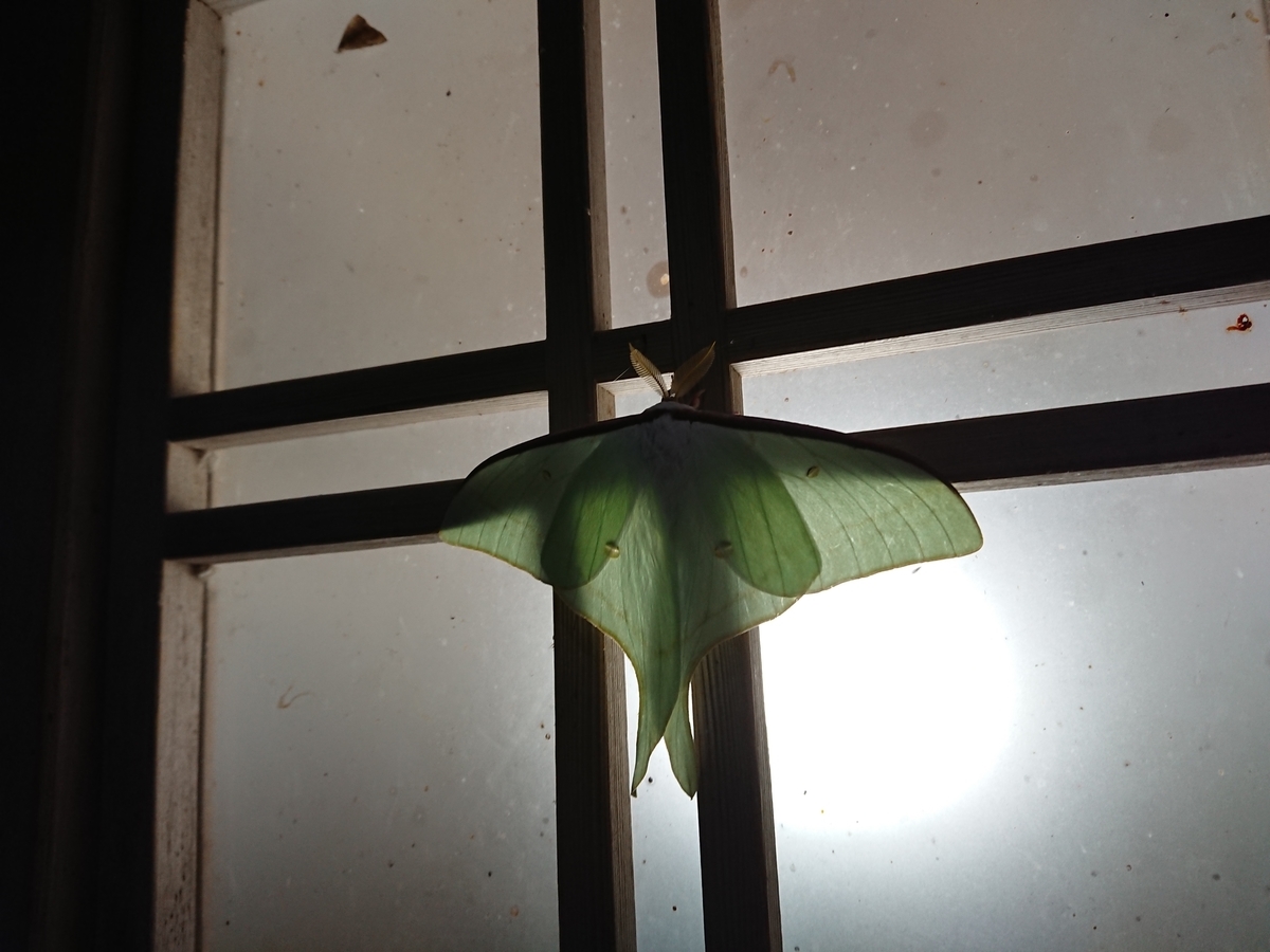 f:id:salamander_zin:20200624163321j:plain