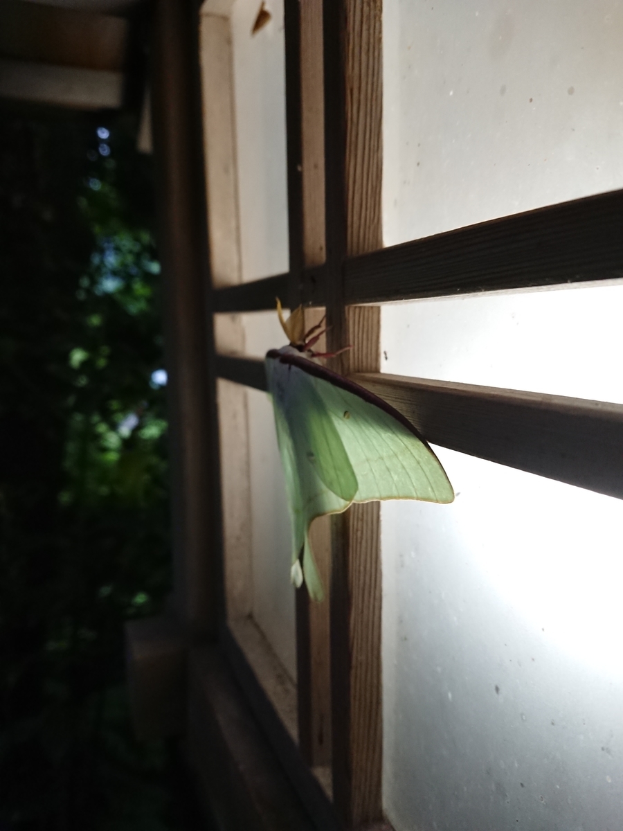 f:id:salamander_zin:20200624163630j:plain