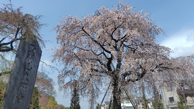 f:id:salicat:20260330125221j:image