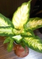 f:id:salii:20130920195455j:image:medium