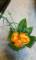 f:id:salii:20150131212055j:image:small:left