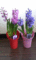 f:id:salii:20150221095611j:image:small:left