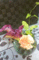 f:id:salii:20150604220608j:image:small:left
