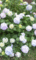 f:id:salii:20150608120140j:image:small