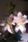 f:id:salii:20150616113132j:image:small:left