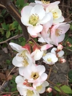 f:id:salii:20190322132501j:plain f:id:salii:20190322132501j:plain
