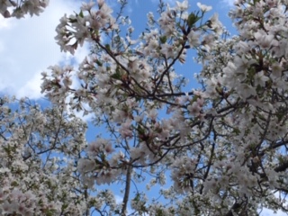 f:id:salii:20190331151641j:plain f:id:salii:20190331151641j:plain