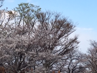f:id:salii:20190331153613j:plain f:id:salii:20190331153613j:plain