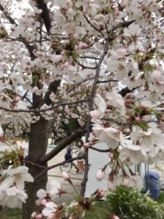 f:id:salii:20190401125511j:plain f:id:salii:20190401125511j:plain