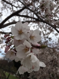 f:id:salii:20190401125558j:plain f:id:salii:20190401125558j:plain