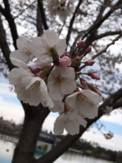 f:id:salii:20190401125606j:plain f:id:salii:20190401125606j:plain