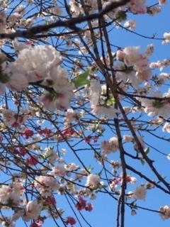f:id:salii:20190403134208j:plain f:id:salii:20190403134208j:plain