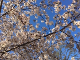 f:id:salii:20190403162210j:plain