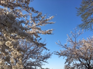 f:id:salii:20190403162221j:plain f:id:salii:20190403162221j:plain