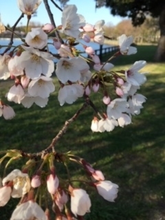 f:id:salii:20190403162257j:plain f:id:salii:20190403162257j:plain