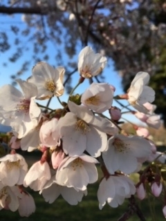 f:id:salii:20190403162315j:plain f:id:salii:20190403162315j:plain