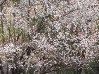 f:id:salii:20190407112009j:plain