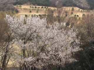f:id:salii:20190407112021j:plain f:id:salii:20190407112021j:plain