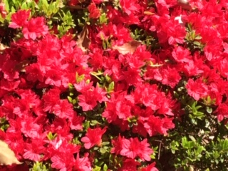 f:id:salii:20190418125521j:plain f:id:salii:20190418125521j:plain