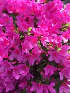f:id:salii:20190503111522j:plain f:id:salii:20190503111522j:plain