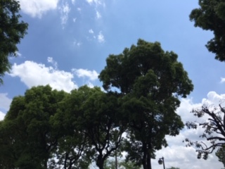 f:id:salii:20190504115029j:plain f:id:salii:20190504115029j:plain