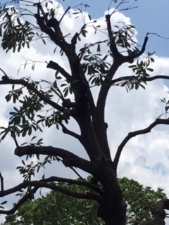 f:id:salii:20190504115036j:plain f:id:salii:20190504115036j:plain