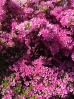 f:id:salii:20190505085906j:plain f:id:salii:20190505085906j:plain