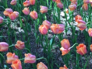 f:id:salii:20190505140503j:plain f:id:salii:20190505140503j:plain