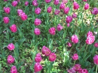 f:id:salii:20190505140538j:plain f:id:salii:20190505140538j:plain
