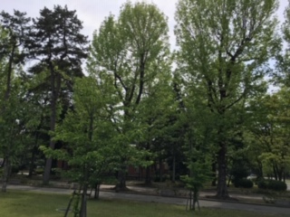 f:id:salii:20190526143726j:plain f:id:salii:20190526143726j:plain
