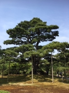 f:id:salii:20190527090119j:plain f:id:salii:20190527090119j:plain