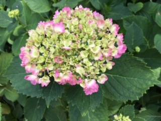 f:id:salii:20190601113017j:plain f:id:salii:20190601113017j:plain
