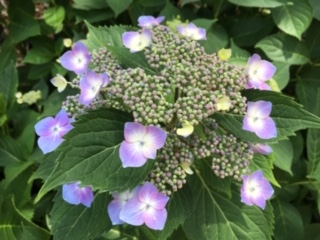 f:id:salii:20190601113020j:plain f:id:salii:20190601113020j:plain