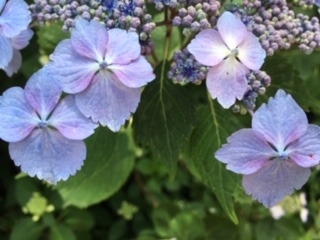 f:id:salii:20190601113108j:plain f:id:salii:20190601113108j:plain