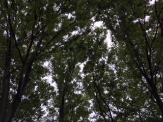 f:id:salii:20190914110319j:plain
