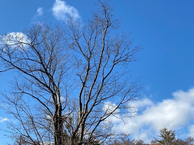f:id:salii:20191122095428j:plain