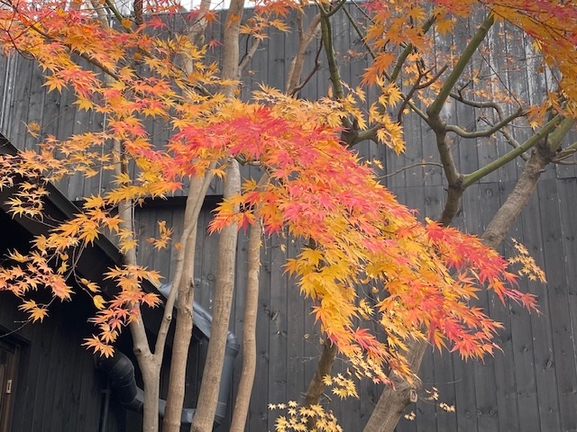 f:id:salii:20191122124642j:plain