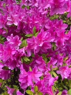 f:id:salii:20200504153838j:plain