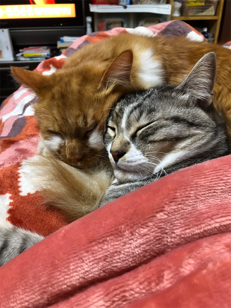 f:id:sally50:20190107155214j:image