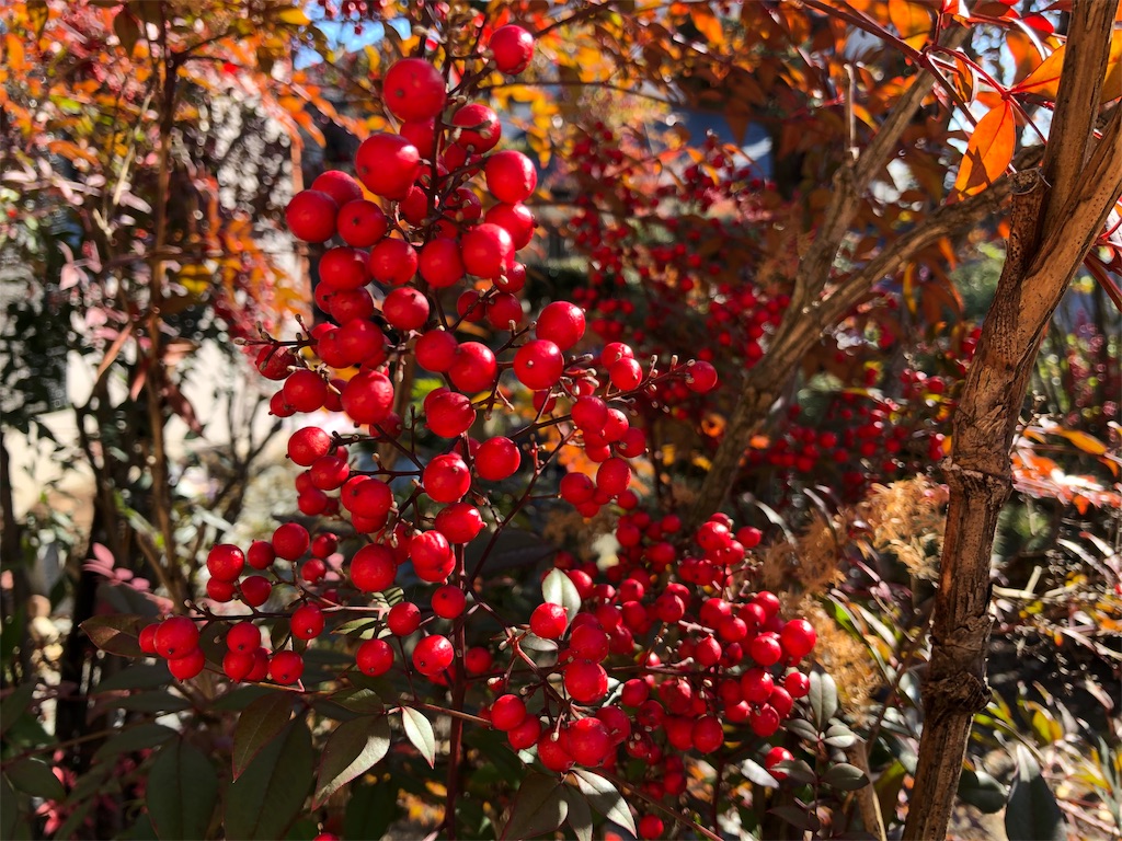 f:id:sally50:20190114171841j:image